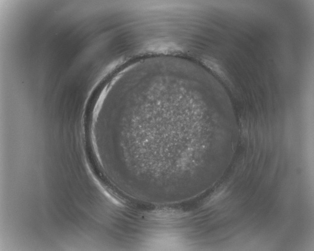 X0000065960630200603241848