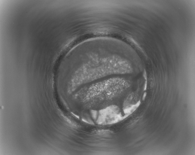 X0000065960637200603241848