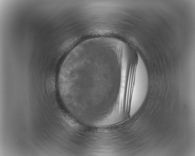 X0000065960640200603241848