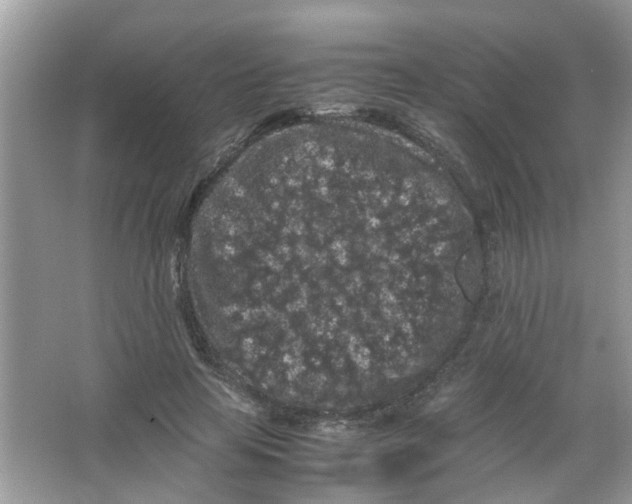 X0000065960641200603241848