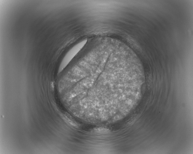 X0000065960644200603241848