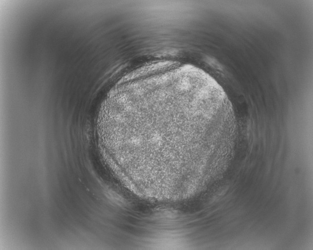 X0000065960648200603241848