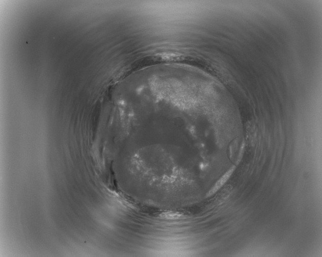 X0000065960650200603241848