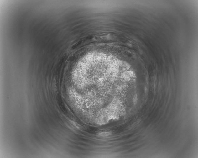 X0000065960653200603241848