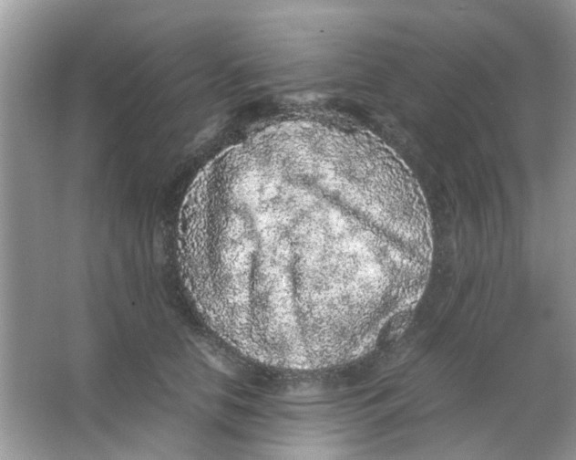 X0000065960658200603241848