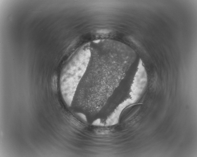 X0000065960661200603241848