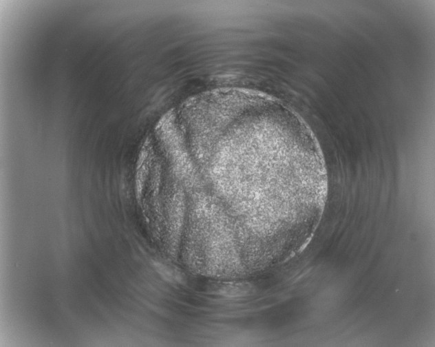 X0000065960663200603241848