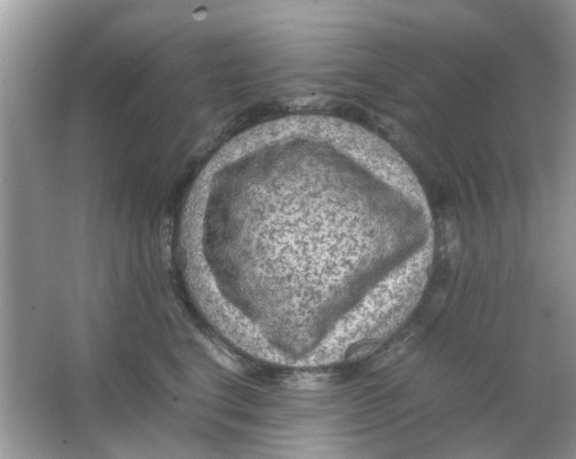 X0000065960664200603241848