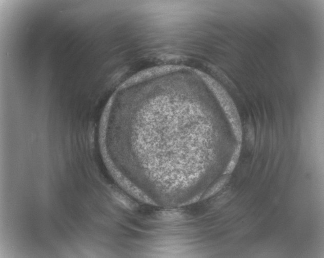 X0000065960668200603241848