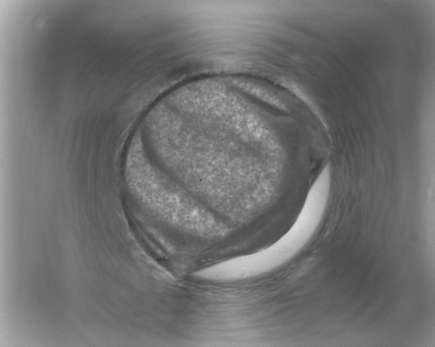 X0000065960673200603241848