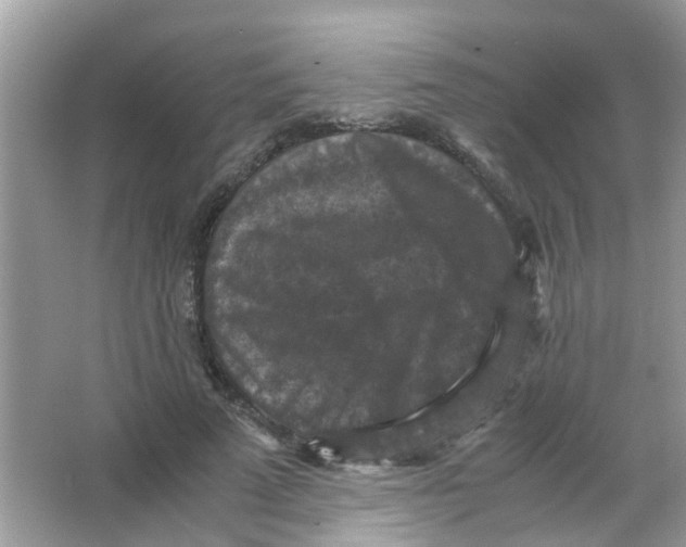 X0000065960689200603241847