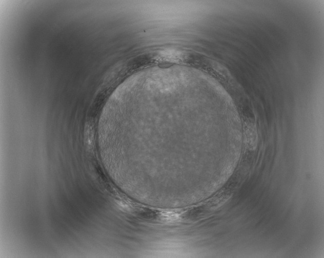 X0000065960701200603241847