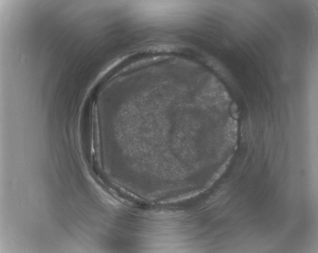 X0000065960722200603241846