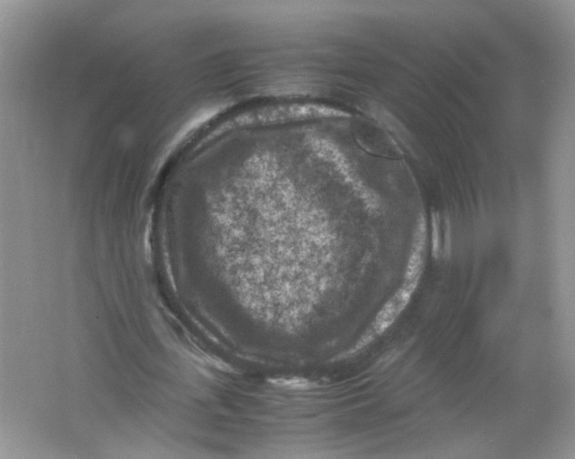 X0000065960723200603241846