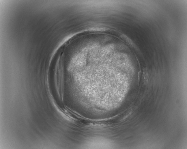 X0000065960726200603241846