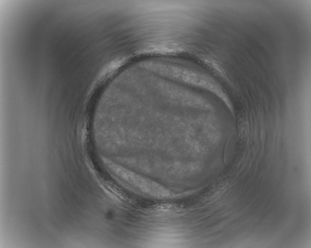 X0000065960736200603241846