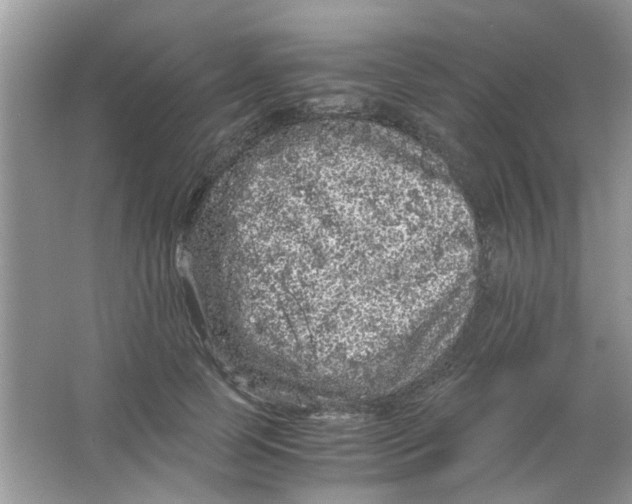 X0000065960745200603241847