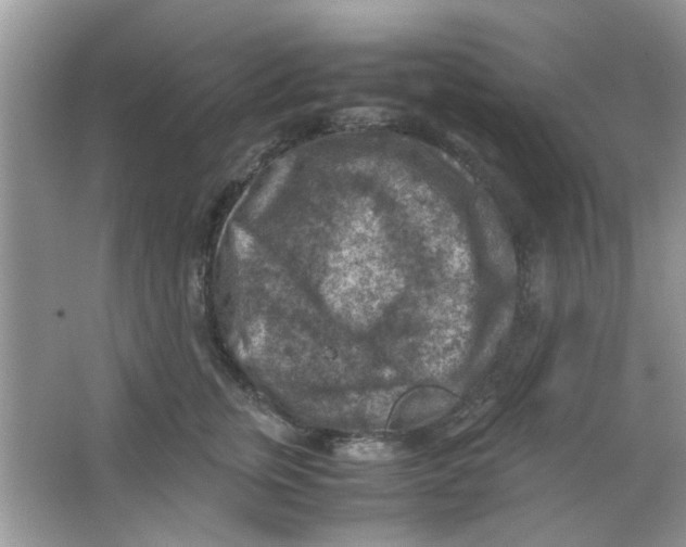 X0000065960759200603241847