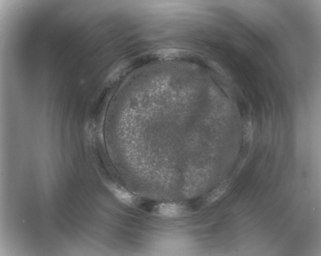 X0000065960766200603241847