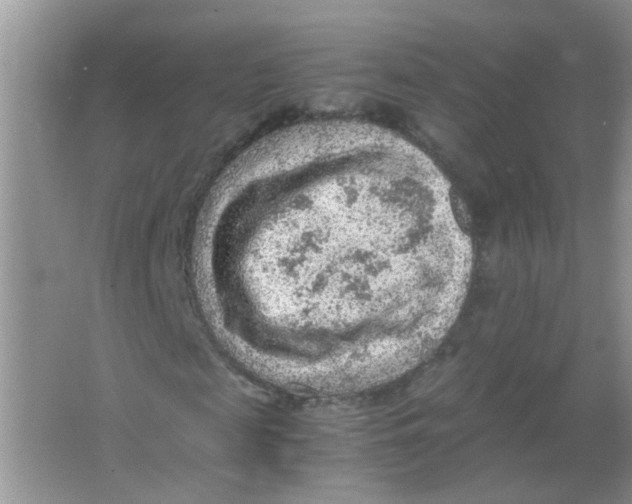 X0000065960817200603241844