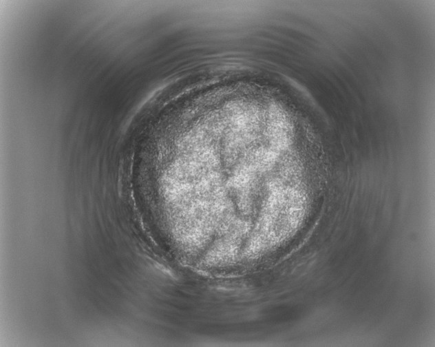 X0000065960823200603241845