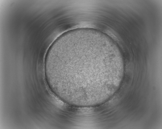 X0000065960836200603241845