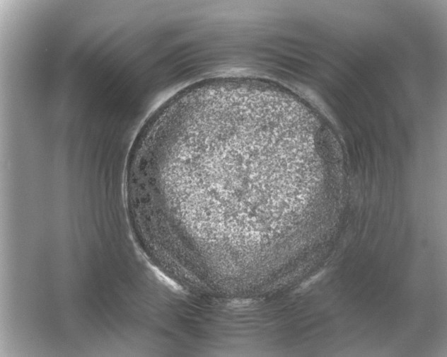 X0000065960839200603241845