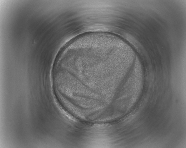 X0000065960840200603241845