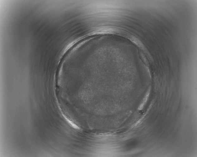 X0000065960842200603241845