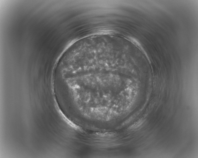 X0000065960851200603241845