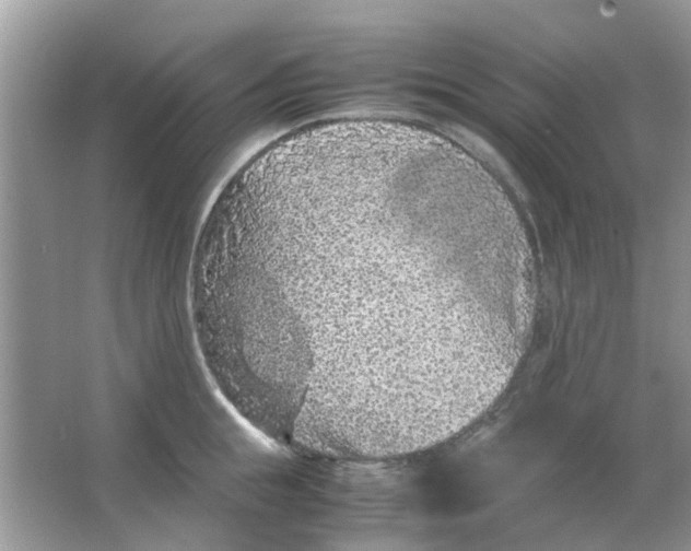 X0000065960855200603241845