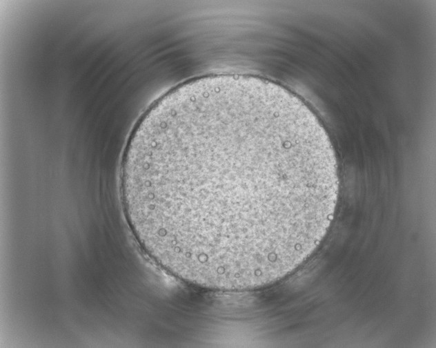 X0000065960856200603241845