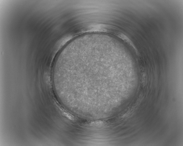 X0000065960882200603241844