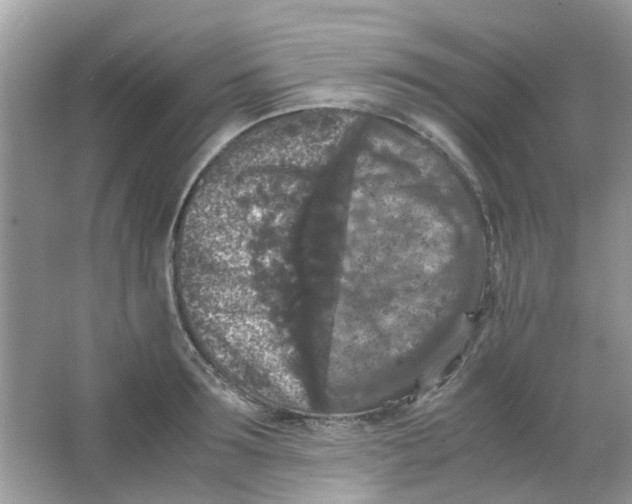 X0000065960899200603241844