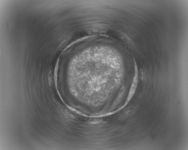 X0000065960915200603241843