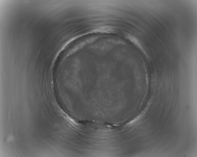 X0000065960923200603241843