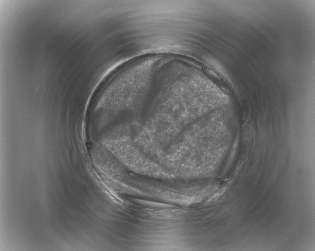 X0000065960932200603241843