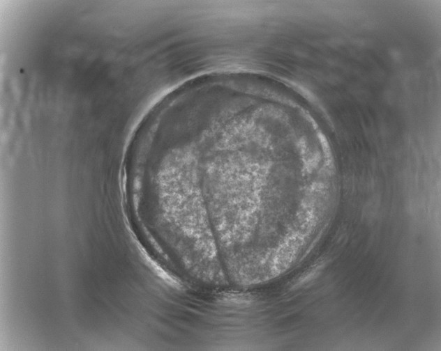 X0000065960935200603241843