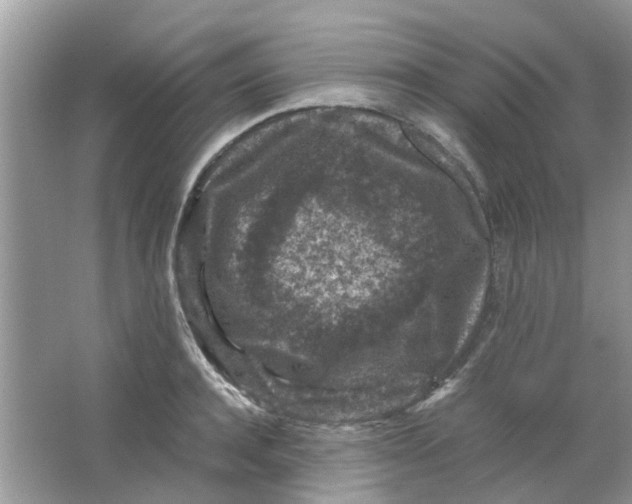 X0000065960944200603241843