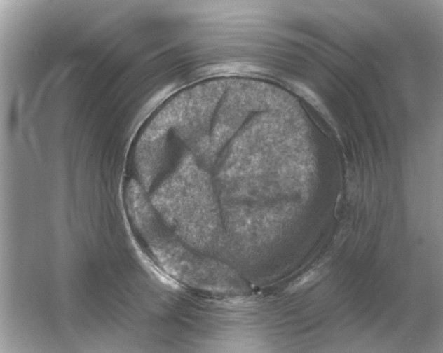 X0000065960946200603241843