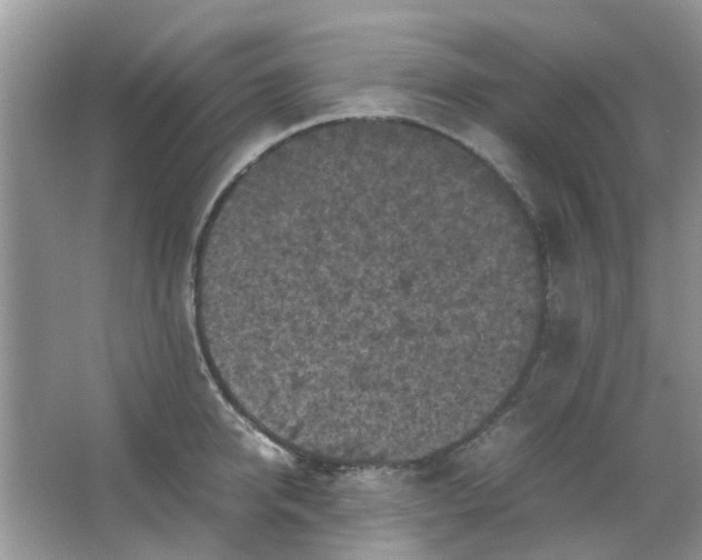 X0000065960950200603241843