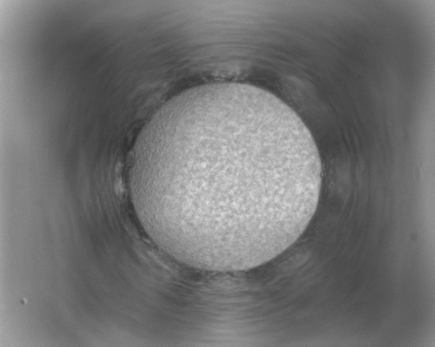 X0000065960962200603241843