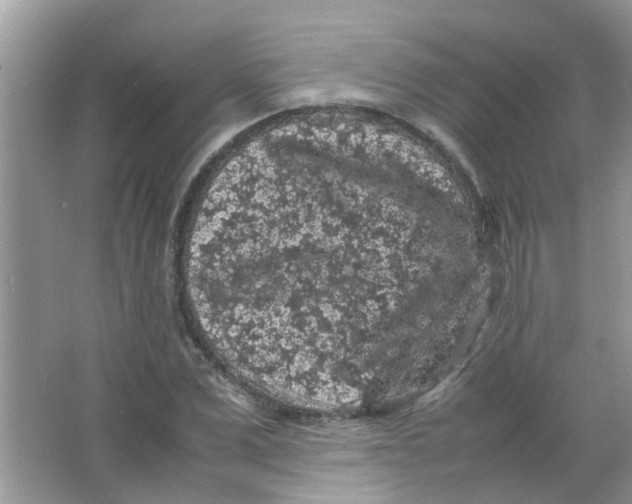 X0000065960975200603241843