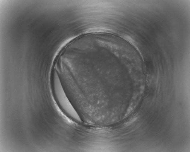 X0000065960995200603241842