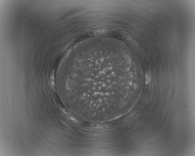 X0000065961011200603241841