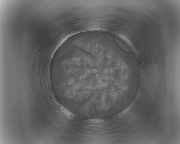 X0000065961023200603241841