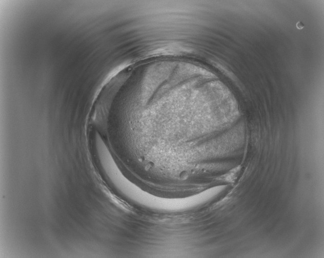 X0000065961026200603241842