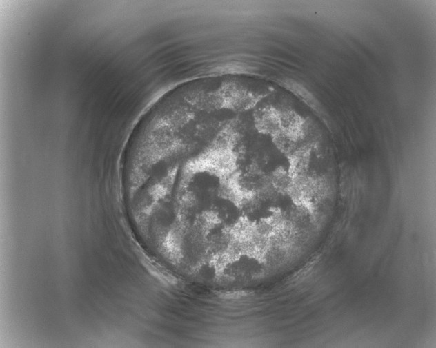 X0000065961031200603241842