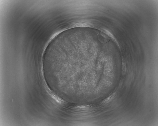 X0000065961035200603241842