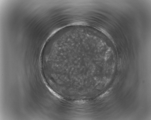 X0000065961037200603241842